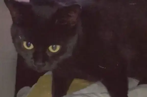 Chat perdu, Meaux, photo: Chatte noire perdue à Meaux, 4 ans