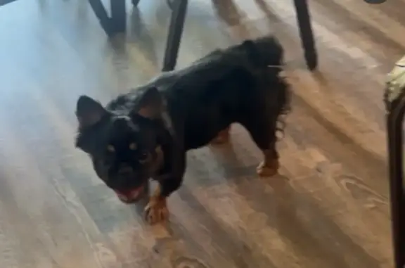 Lost Dog: Black with Brown Paws - Wichita