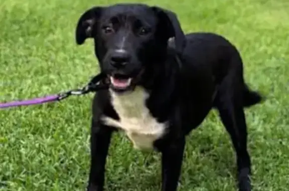 Lost: Skittish Bassett-Lab Mix, Lila
