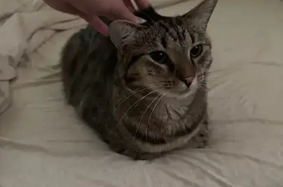 Lost Tabby Cat: Sweet & Skittish