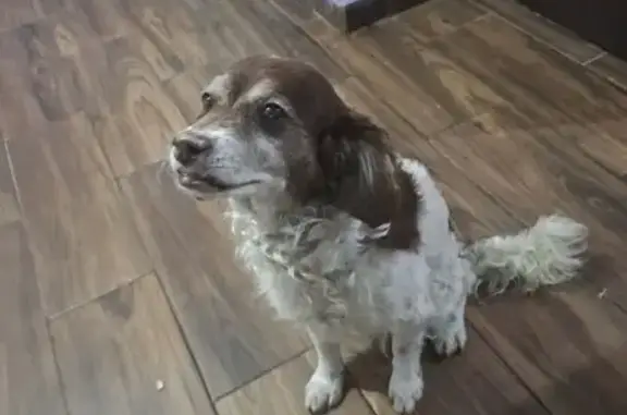 Perro encontrado , foto: Perro Café y Blanco Hallado en CDMX