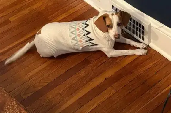 Lost Dog Penny: White with Brown Spots