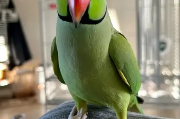 Lost Green Parrot: Rico in Swartz Creek
