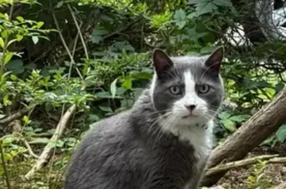 Lost Cat: Grey/White, Green Collar, Cedar