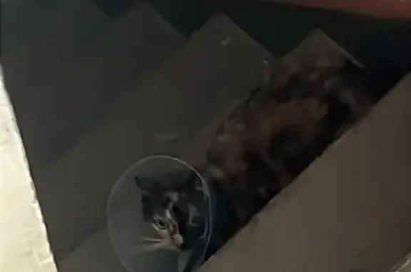 Lost Calico: Cone-Headed & Loving