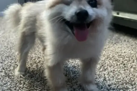 Lost Cream Pomeranian in Surprise, AZ
