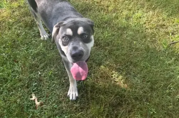 Found dog Connecticut Farms, photo: Found Young Female Dog in Hamden, CT