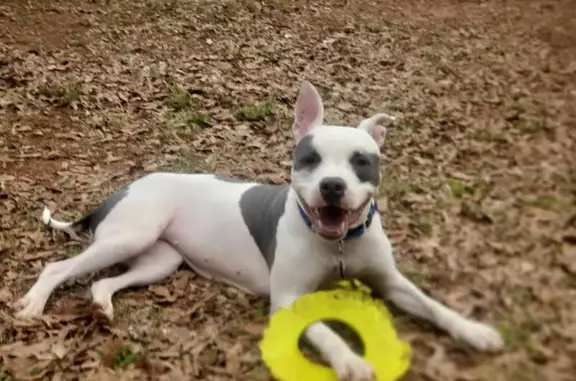 Lost: White Pittie Mix, Pink Collar - Greenville