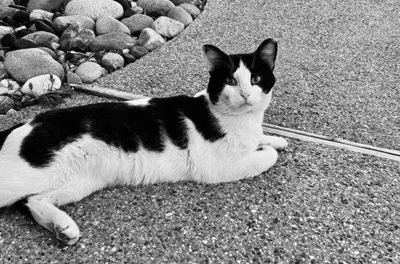 Lost and found pets Berthoud, photo: Help Find Little Boots: Lost Black & White Cat