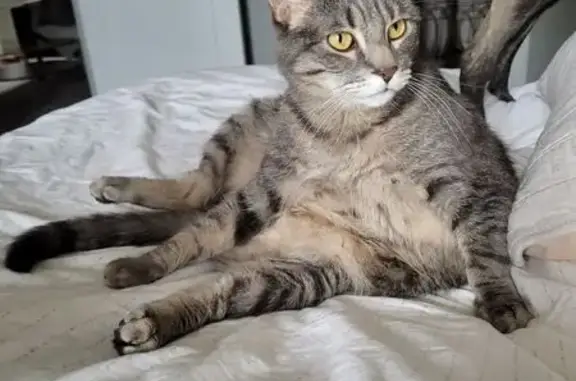 Lost Grey Tabby: Sweet & Chill in Prior Lake