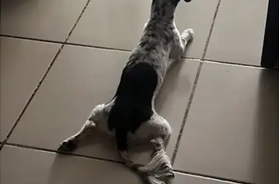 Perros perdidos, Chetumal, foto: ¡Perrita Extraviada en Chetumal! Ayuda