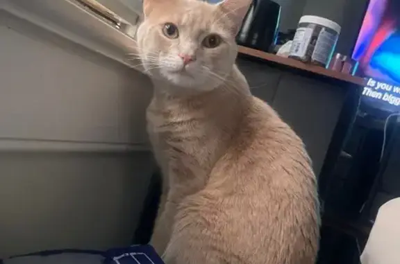 Lost Cat: Tan & White, Blue Collar
