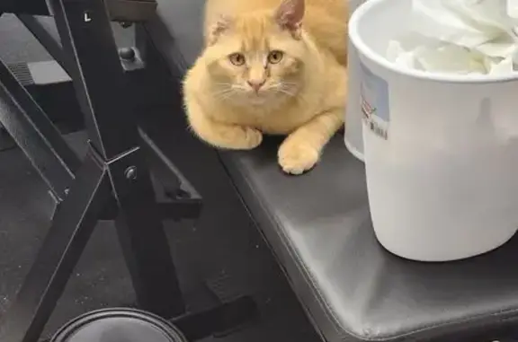 Missing cat Spanish Fork, photo: Lost Playful Orange Tabby in Spanish Fork