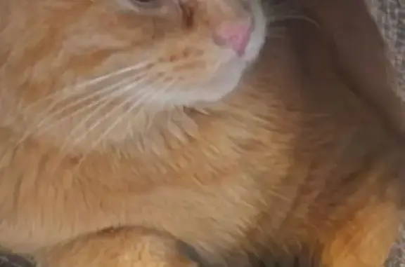 Lost Playful Orange Tabby in Spanish Fork