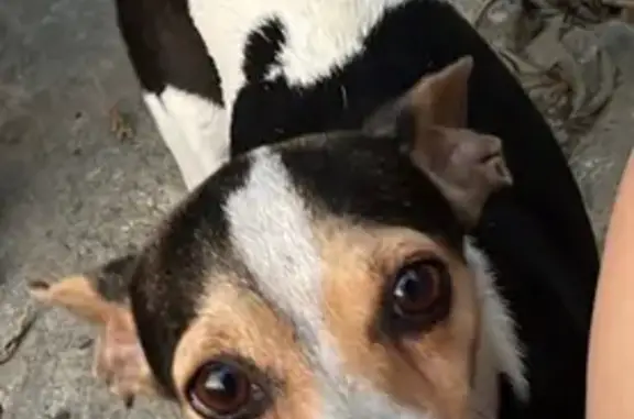 Perros perdidos, Poza Rica de Hidalgo, foto: Perro perdido en Poza Rica: Blanca y negra