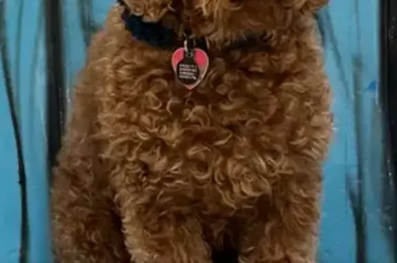 Missing dog , photo: Lost Red Poodle: Anxious & Fluffy on 92nd