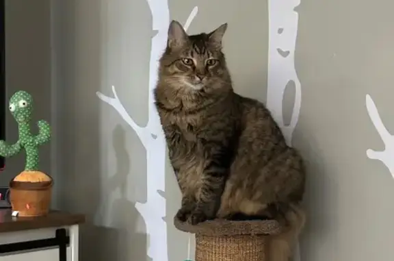 Missing cat Pittsburgh, photo: Lost Brown Tabby Cat in Pittsburgh