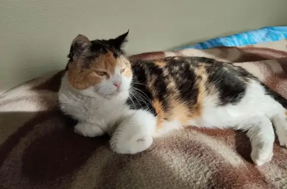 Animaux perdus , photo: Chat tricolore perdue, 17 ans, La Tour-du-Meix