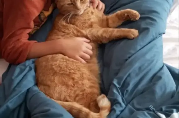 Chat perdu, , photo: Chat roux tigré perdu à Érondelle