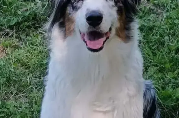 Chien bleu merle perdu, yeux vairons, Bailly - photo