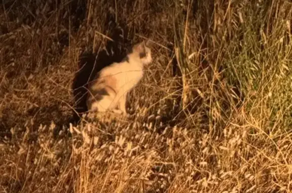 Chat aperçu deux jours à Villeneuve-la-Rivière - photo