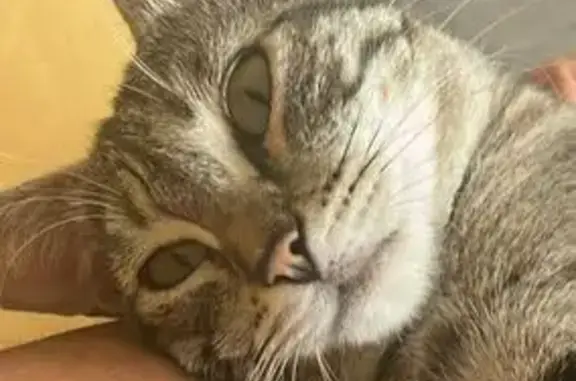 Animaux perdus , photo: Chatte Vénus perdue à L'Île-Rousse
