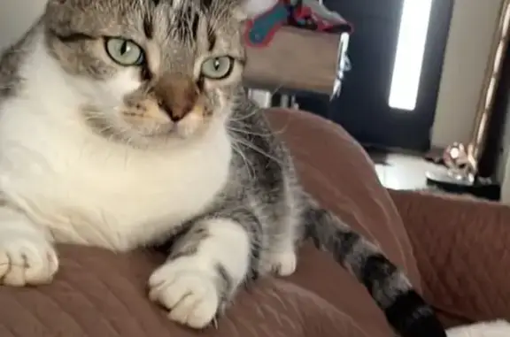 Chat perdu à Ury : câlin et sociable - photo