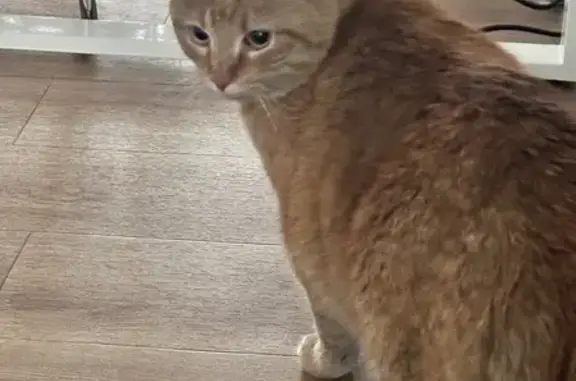 Chat roux apeuré trouvé à Moulins - photo