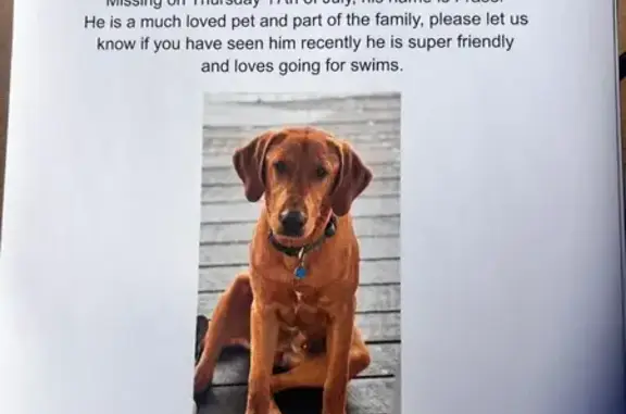 Lost Fox Red Lab - Friendly & Nearby!