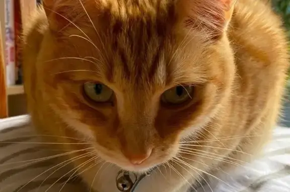 Lost: Ginger Tabby w/ Blue Collar