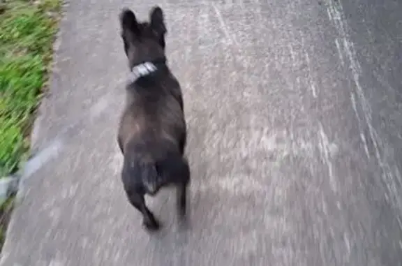 Lost Small Black Dog in Devonport