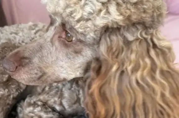 Lost Dog: Light Brown, Seen in Broadmeadows