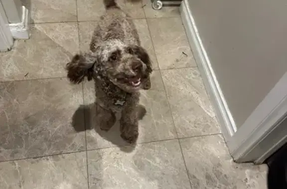 Lost Moodle: Raffy in Melbourne