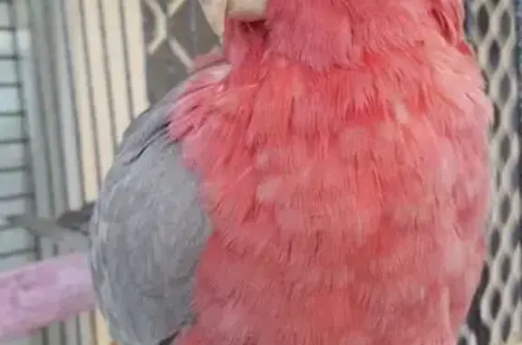 Lost pets Mandurah, photo: Lost Pink & Grey Parrot: Help Find Joe Jo!