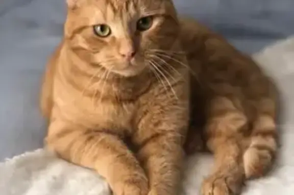 Animaux perdus Cagny, photo: Chat roux craintif perdu à Cagny