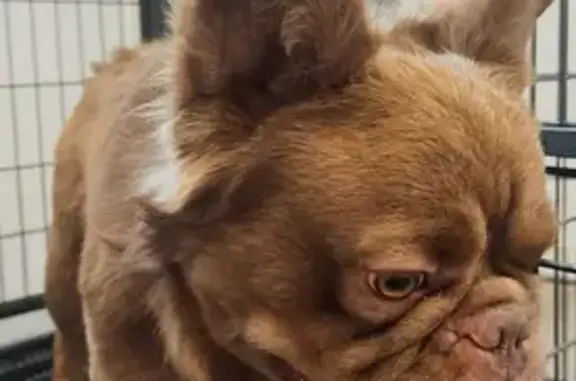 Help Find India: Lost Brown Frenchie