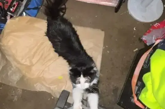 Lost Black & White Cat: Inkerman St, Melb