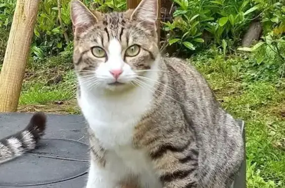 Animaux perdus , photo: Chat européen perdu, Rue des Cosmos