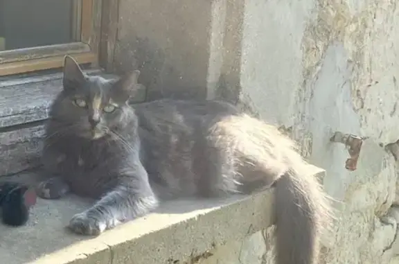 Chatte grise à poils longs perdue à Roberval - photo