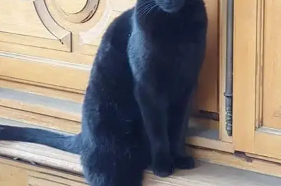 Chatte noire Lonyx perdue à Cadillac - photo