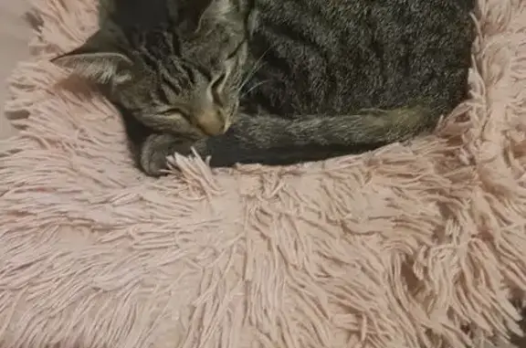 Lost: Loving 6-Year-Old Cat in Johannesburg