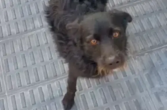 cachorro encontrada