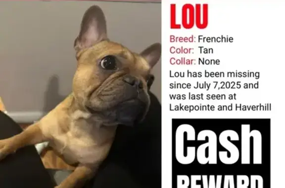 Missing dog Detroit, photo: Lost Friendly Frenchie on Lakepointe St