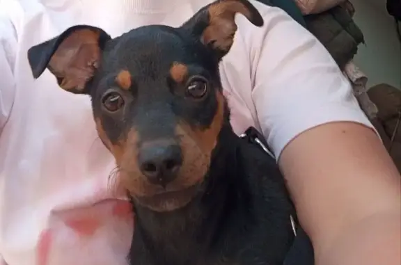 Chien perdu Montgiscard, photo : Chiot Pinscher perdu à Montgiscard