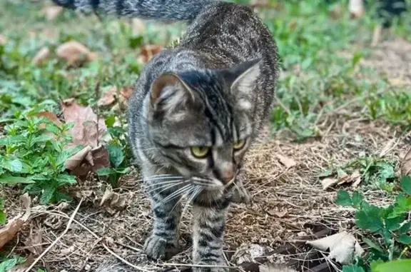 Chat perdu Tigré gris/roux Bessèges - photo