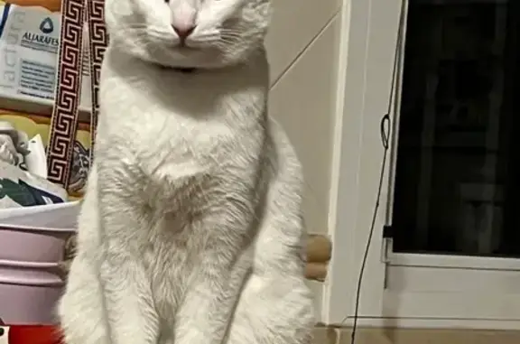 Gatos perdidos, , foto: Gato perdido: Blanco y gris en Gines