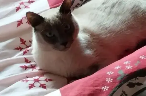 Chat siamois perdu, craintif, yeux bleus - photo