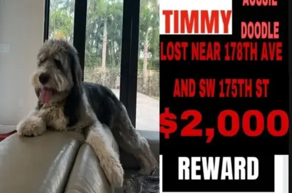 Missing dog Miami, photo: Lost Aussie Doodle: Friendly, No Tail