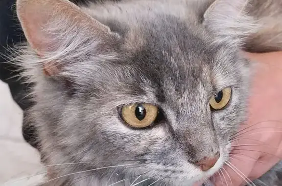 Chat trouvé Bénodet, photo: Chat beige poil long trouvé à Bénodet
