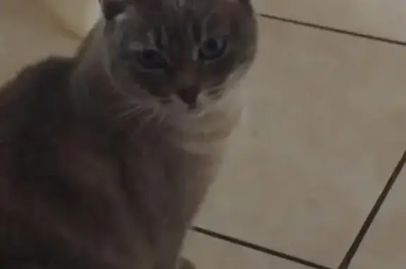 Chat perdu, Matha, photo: Chatte siamoise perdue Rue de Chantemerle